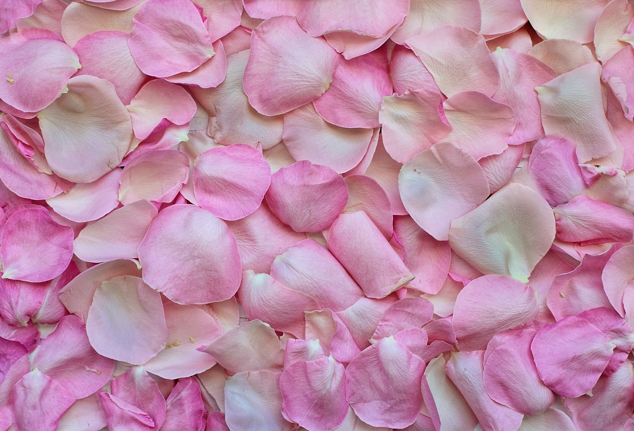 rose petals, wallpaper hd, pink-3194062.jpg